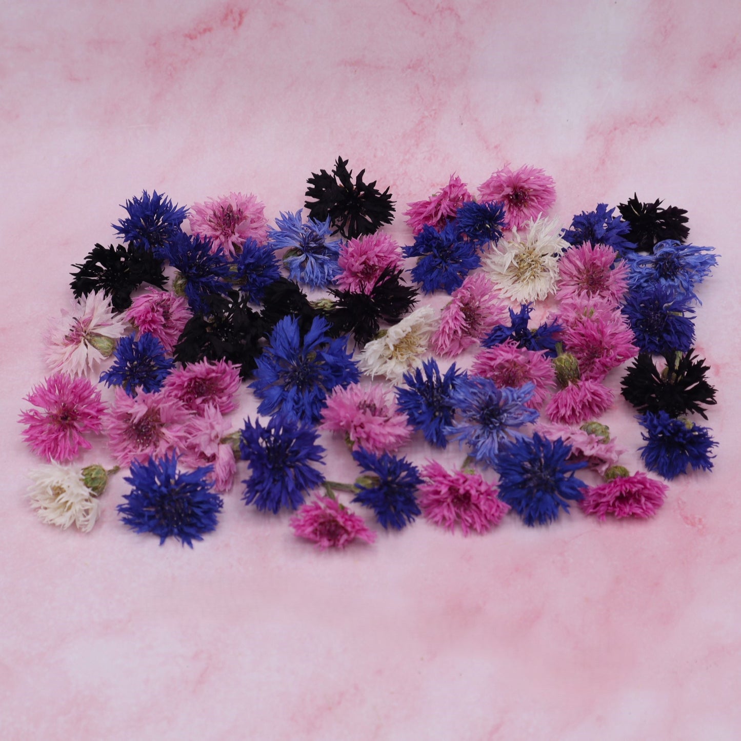 Kornblume