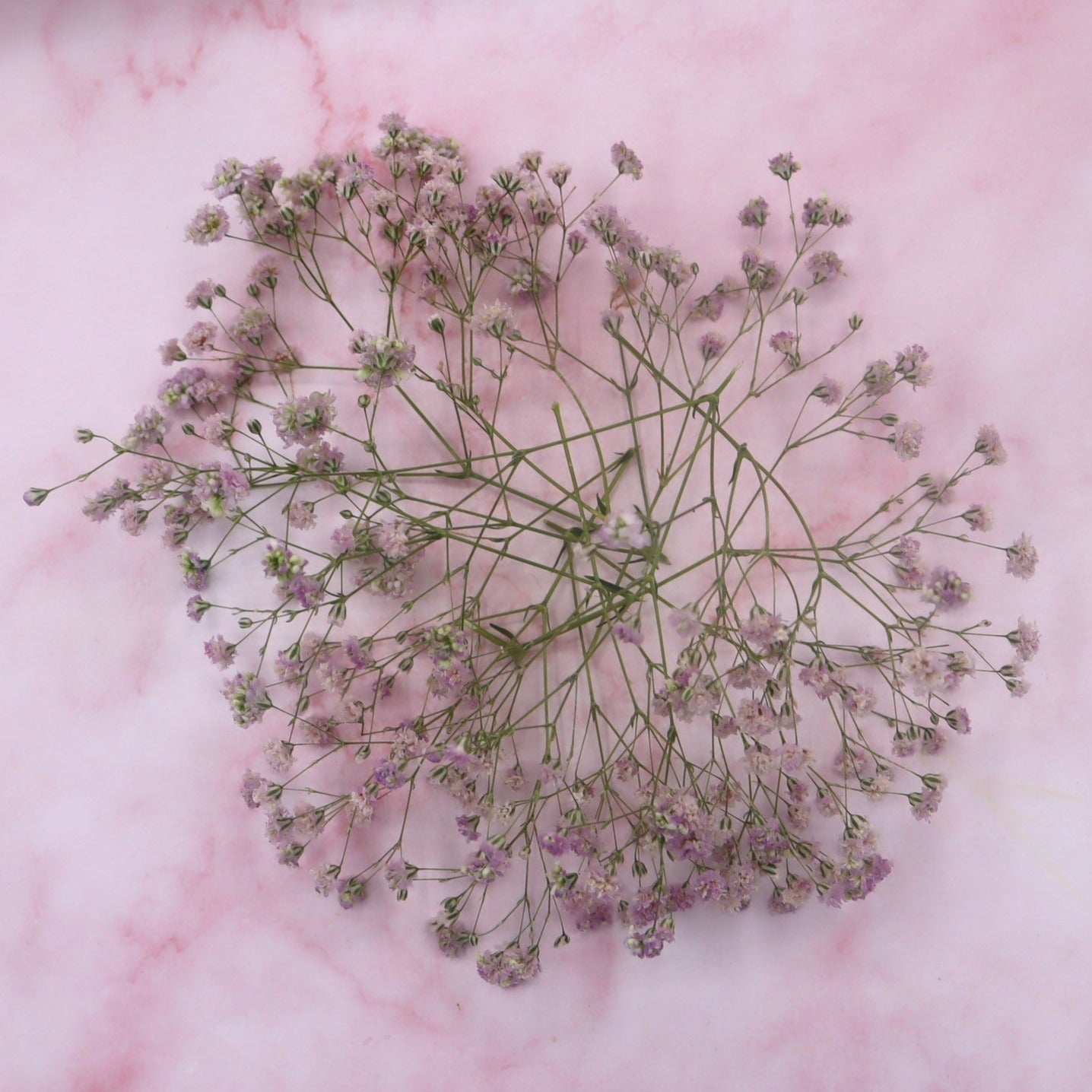 Gedroogd dried gipskruid, roze, bruidstaart, eetbare bloemen bij Floral Delight