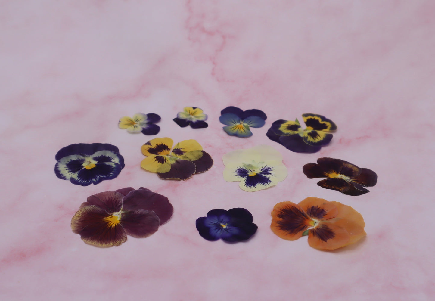 Violen mix, Viva Viola, kleine en grote violen in diverse kleuren. Eetbare bloemen Geperst