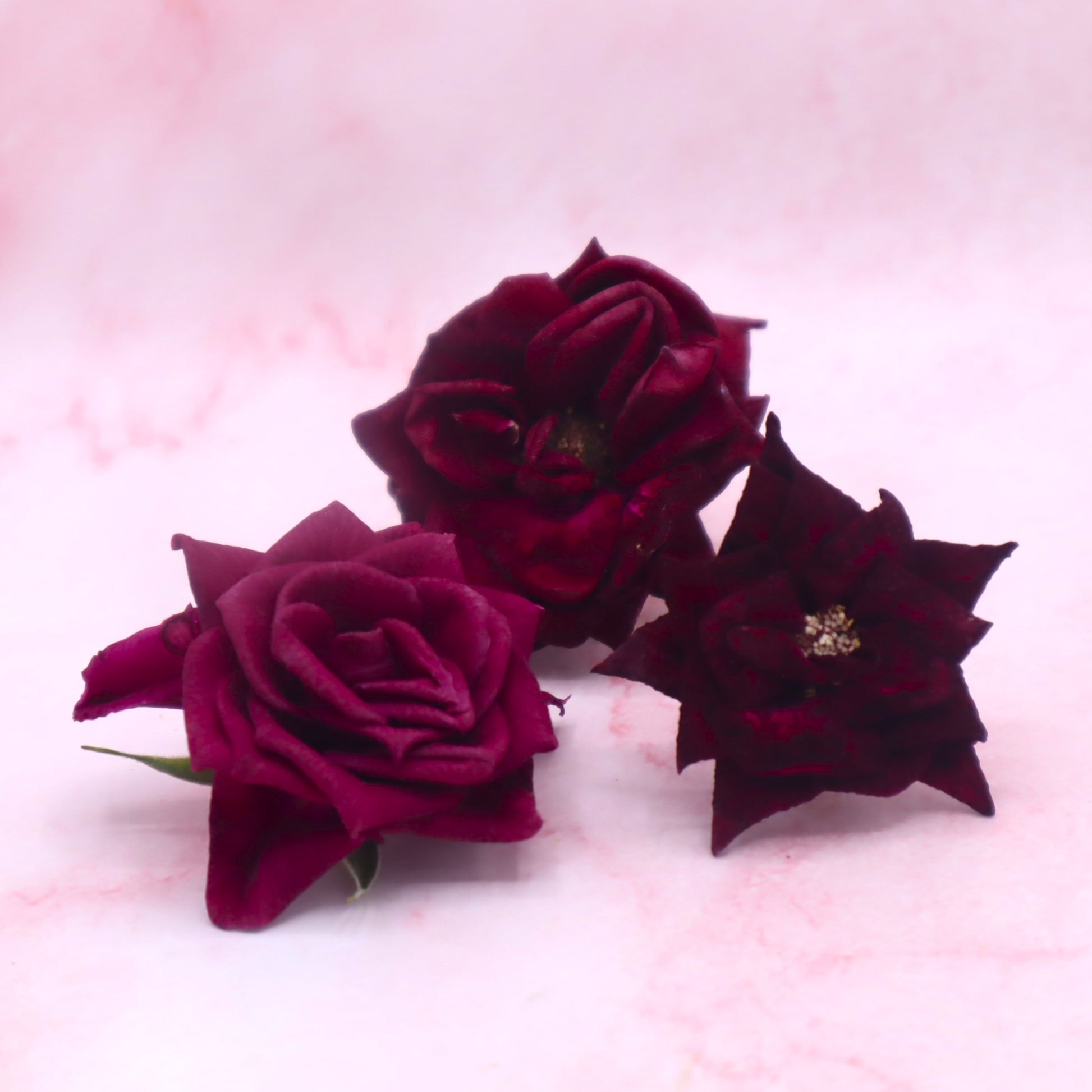 gevriesdroogde rozen. rode roos. eetbare bloemen. Freeze dried edible roses