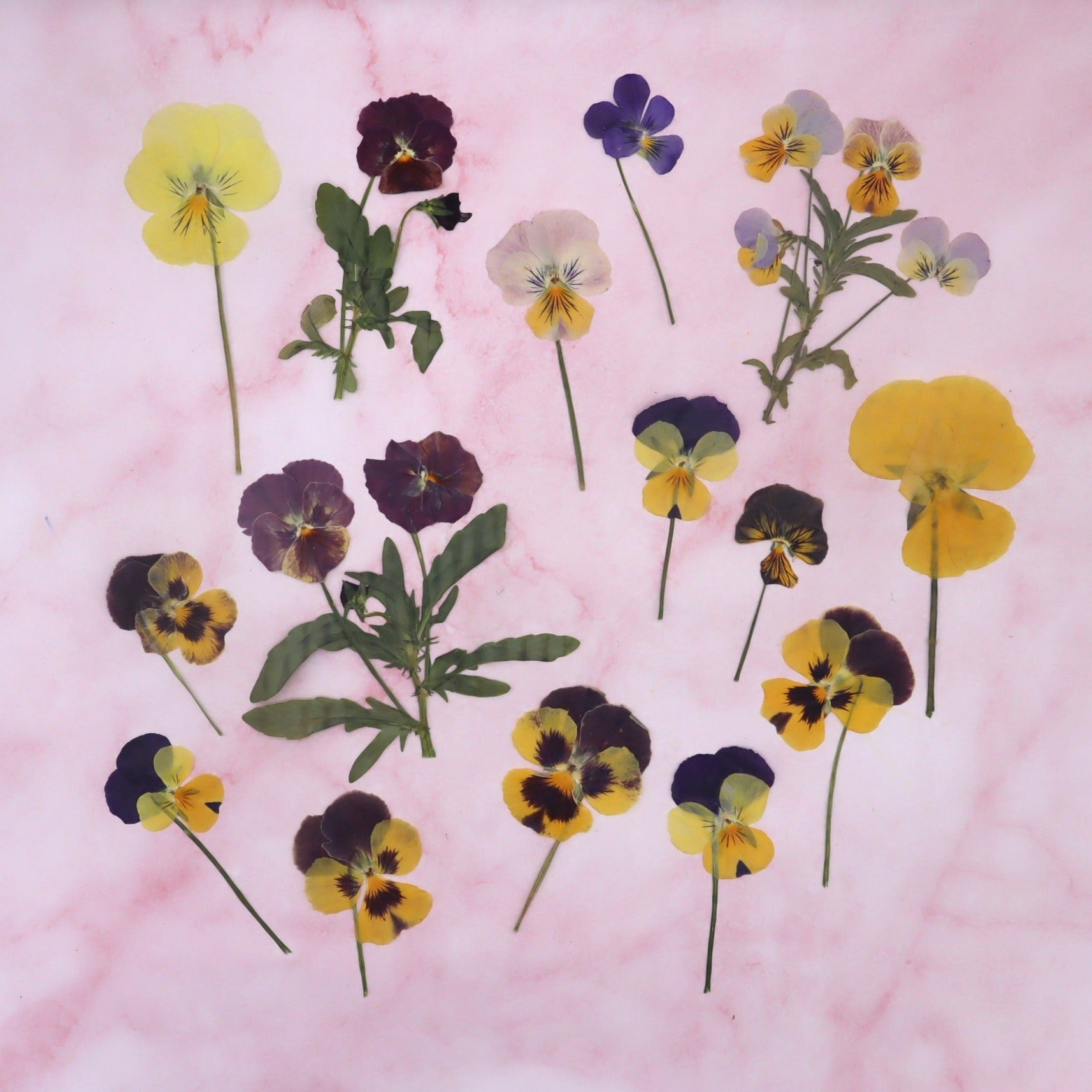 Violen met steeltje, kleine en grote violen in diverse kleuren. Eetbare bloemen Geperst. Natuurlijke look.
